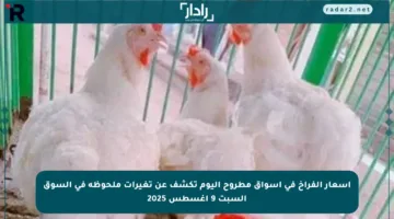 أسعار الفراخ في أسواق مطروح اليوم تكشف عن تغيرات ملحوظة في السوق السبت 9 أغسطس 2025